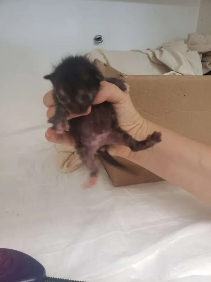 Gato ra a SRD idade Abaixo de 2 meses nome Monet X Change