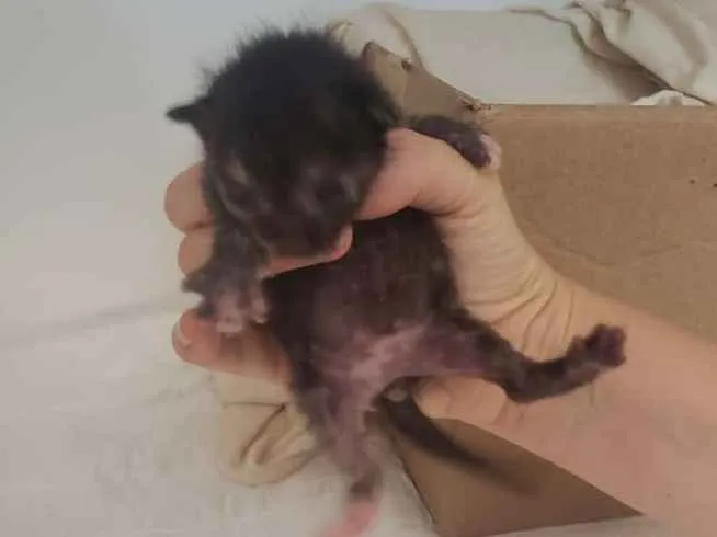 Gato ra a SRD idade Abaixo de 2 meses nome Monet X Change