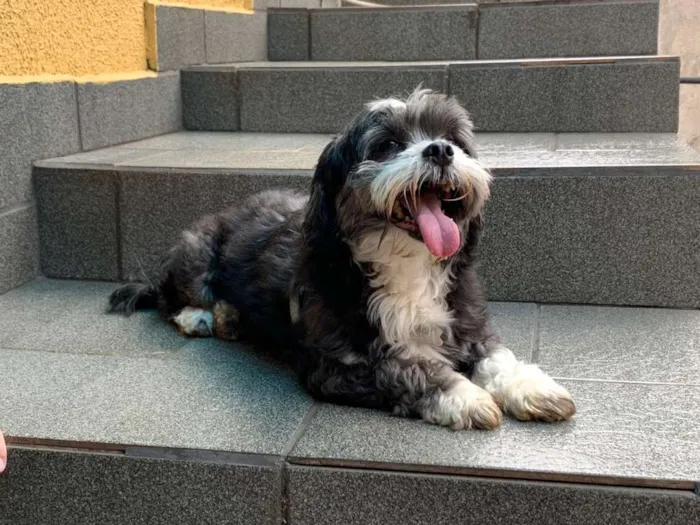 Cachorro ra a Não sei idade 2 anos nome Flock
