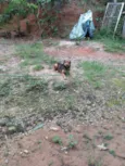 Zap