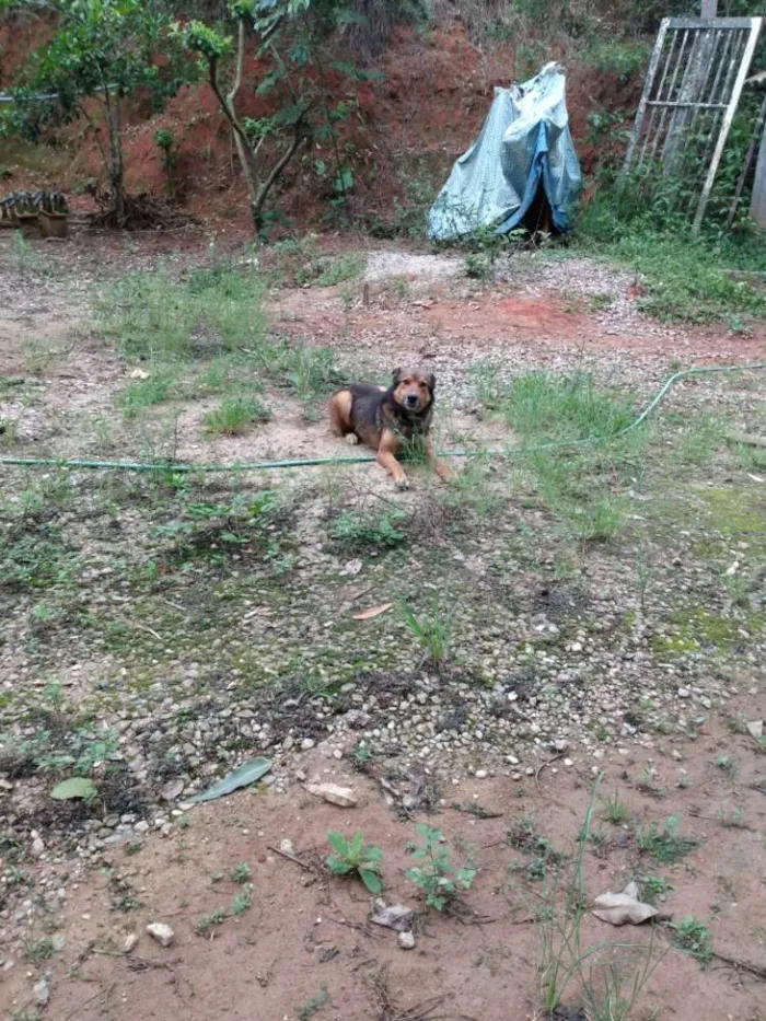 Cachorro ra a Burriler com capa preta idade 2 anos nome Zap