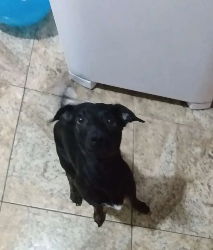 Cachorro ra a Vira lata idade 1 ano nome Flash