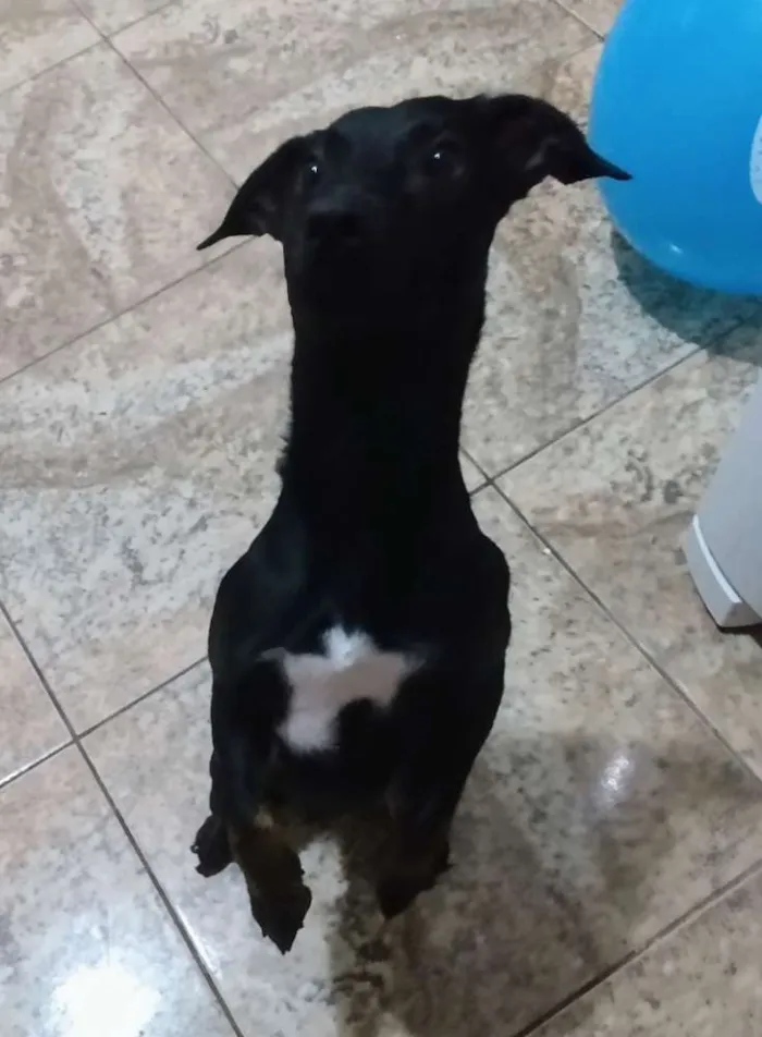 Cachorro ra a Vira lata idade 1 ano nome Flash