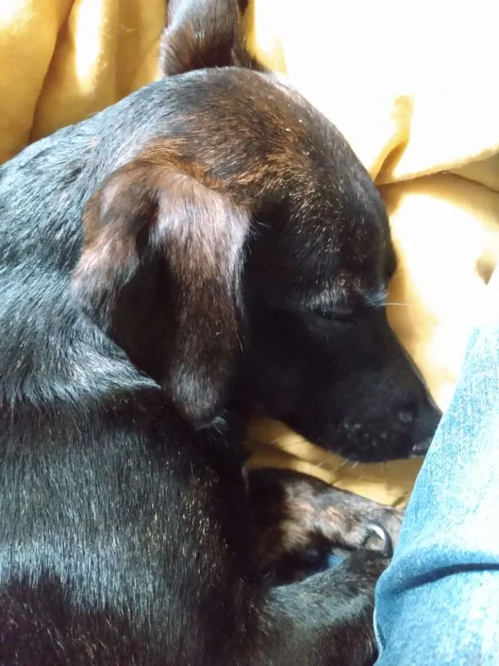 Cachorro ra a Vira lata idade 1 ano nome Flash