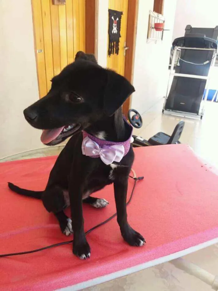 Cachorro raça SRD idade 2 a 6 meses nome Linda