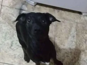 Cachorro raça Vira lata idade 1 ano nome Flash