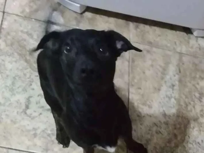 Cachorro ra a Vira lata idade 1 ano nome Flash