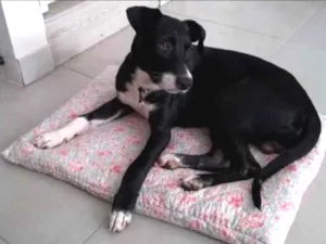 Cachorro raça Srd idade 1 ano nome Boris