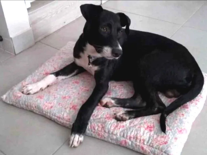 Cachorro raça Srd idade 1 ano nome Boris