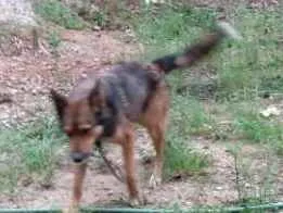 Cachorro ra a Burriler com capa preta idade 2 anos nome Zap