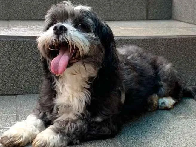 Cachorro ra a Não sei idade 2 anos nome Flock