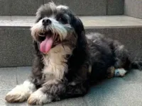 Cachorro raça Não sei idade 2 anos nome Flock