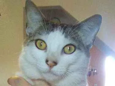 Gato ra a Vira-lata idade 2 anos nome Yashiko