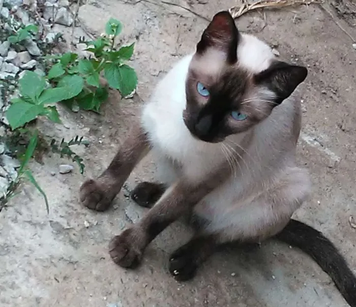 Gato raça Siamês idade 1 ano nome Siema