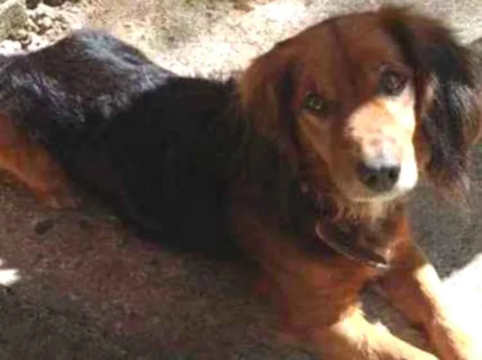 Cachorro ra a Coker com vira-lata  idade 6 ou mais anos nome Chocolate