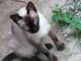Siema
