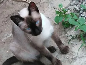 Gato raça Siamês idade 1 ano nome Siema
