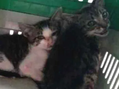 Gato raça Srd idade 2 a 6 meses nome Casal de felinos