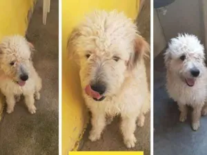 Cachorro raça Mix de poodle médio idade 1 ano nome Príncipe