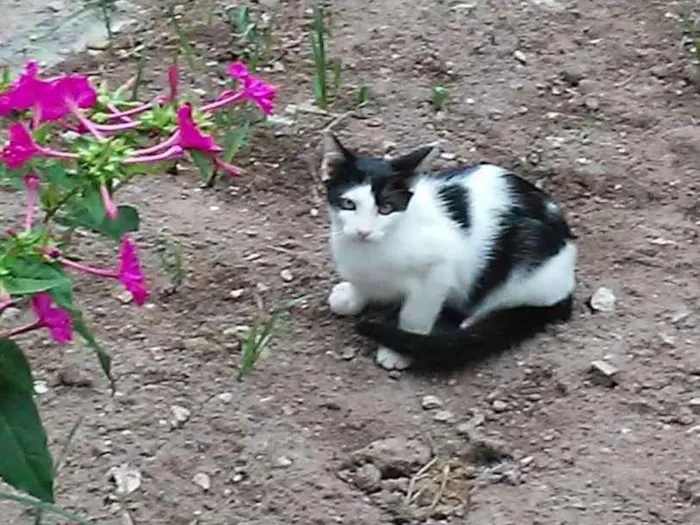 Gato raça Pelo curto americano idade 2 a 6 meses nome Farofa