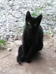 Bicudo