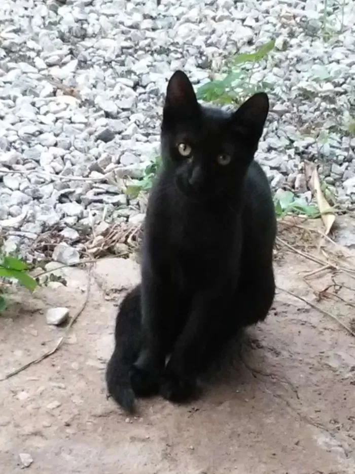 Gato raça Pelo curto americano idade Abaixo de 2 meses nome Bicudo