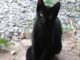 Bicudo