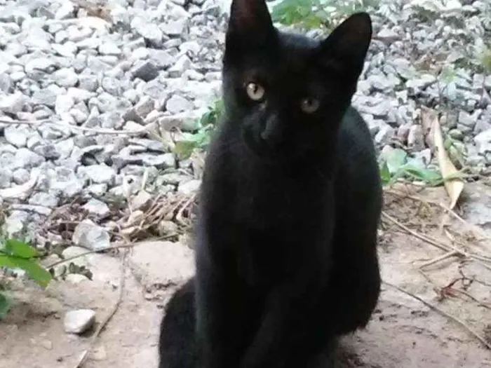 Gato raça Pelo curto americano idade Abaixo de 2 meses nome Bicudo