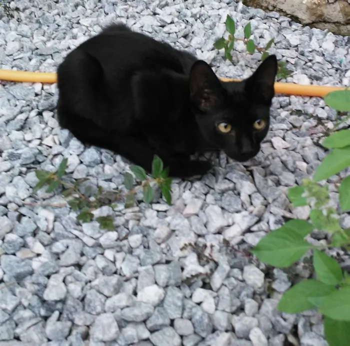 Gato raça Pelo curto americano idade Abaixo de 2 meses nome Feijão
