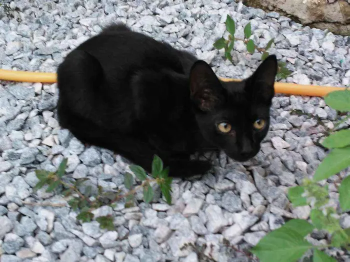 Gato raça Pelo curto americano idade Abaixo de 2 meses nome Feijão