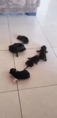 Cachrrinhos