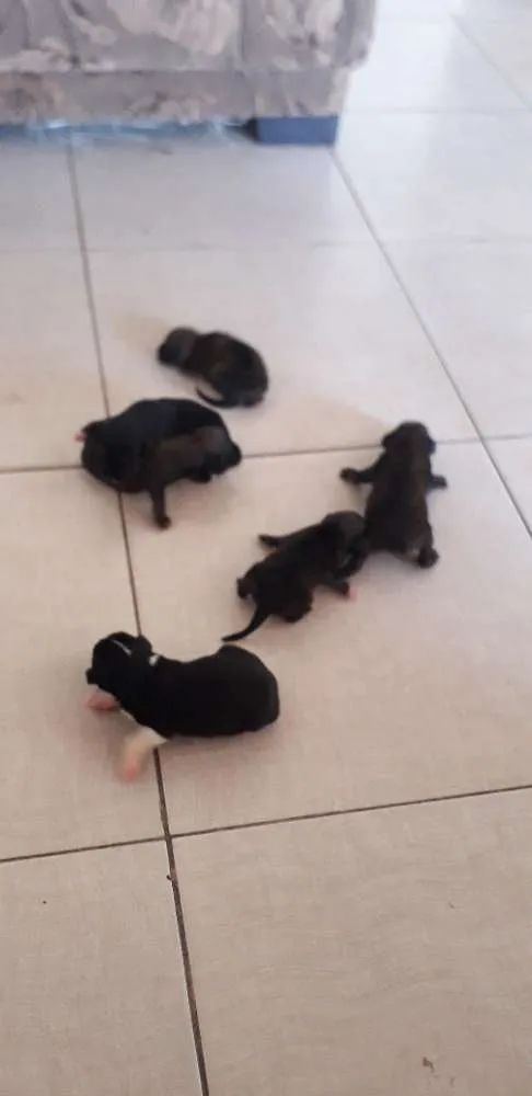 Cachorro raça Pitbull com vira lata idade Abaixo de 2 meses nome Cachrrinhos