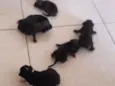 Cachrrinhos