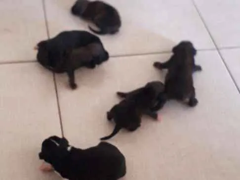 Cachorro raça Pitbull com vira lata idade Abaixo de 2 meses nome Cachrrinhos