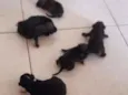 Cachrrinhos