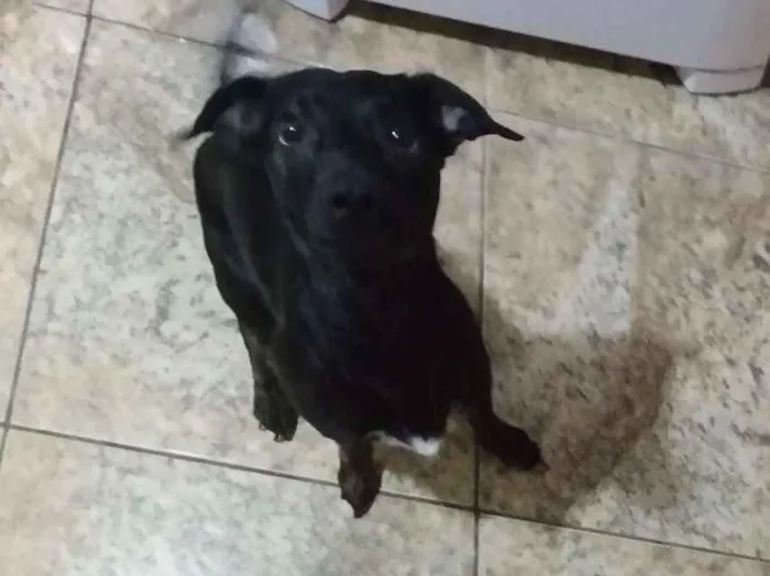 Cachorro ra a Vira lata idade 2 anos nome Flash