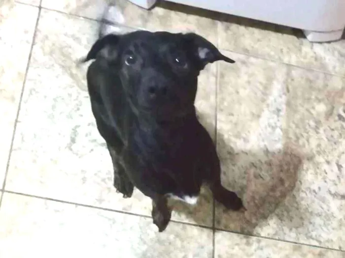 Cachorro ra a Vira lata idade 2 anos nome Flash