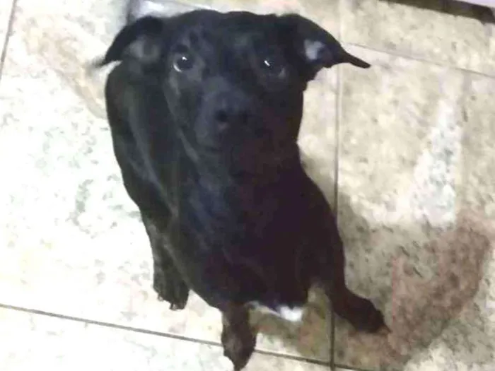 Cachorro ra a Vira lata idade 2 anos nome Flash