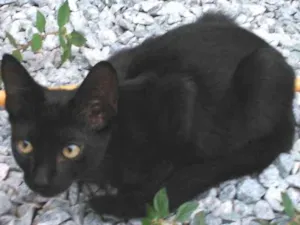 Gato raça Pelo curto americano idade Abaixo de 2 meses nome Feijão