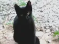 Bicudo