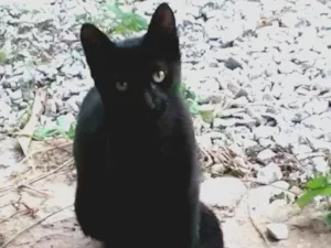 Gato raça Pelo curto americano idade Abaixo de 2 meses nome Bicudo