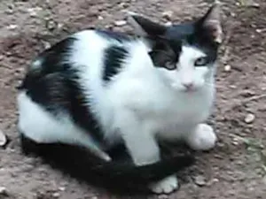 Gato raça Pelo curto americano idade 2 a 6 meses nome Farofa