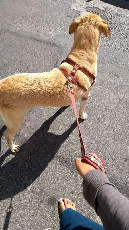 Cachorro ra a Vira Lata/Labrador idade 6 ou mais anos nome Billy