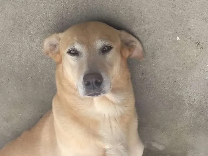 Cachorro ra a Vira Lata/Labrador idade 6 ou mais anos nome Billy