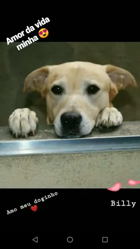 Cachorro ra a Vira Lata/Labrador idade 6 ou mais anos nome Billy