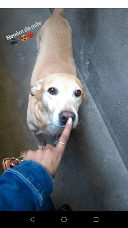 Cachorro ra a Vira Lata/Labrador idade 6 ou mais anos nome Billy