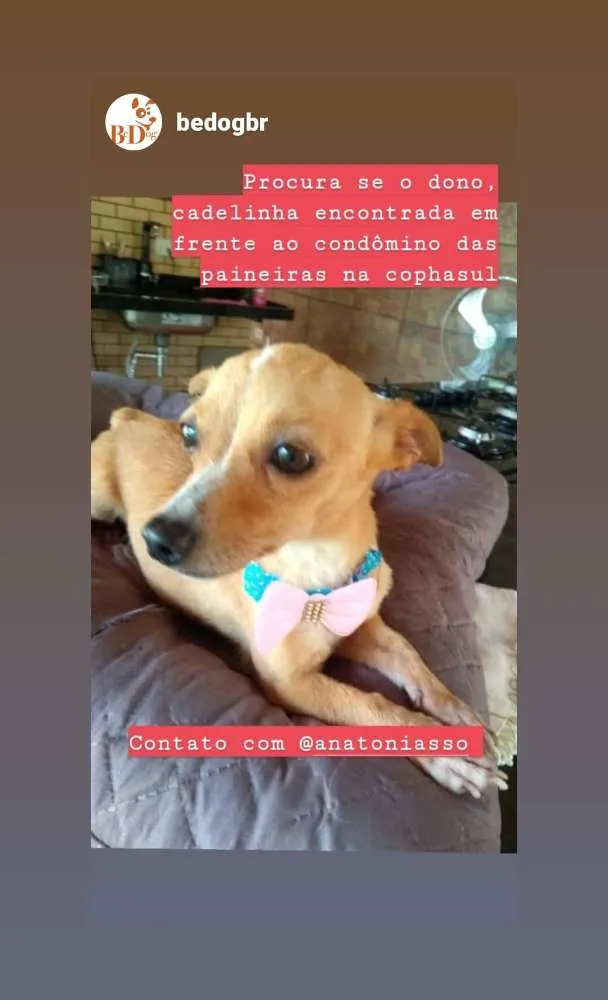 Cachorro ra a Pinscher idade 2 anos nome Desconhecida