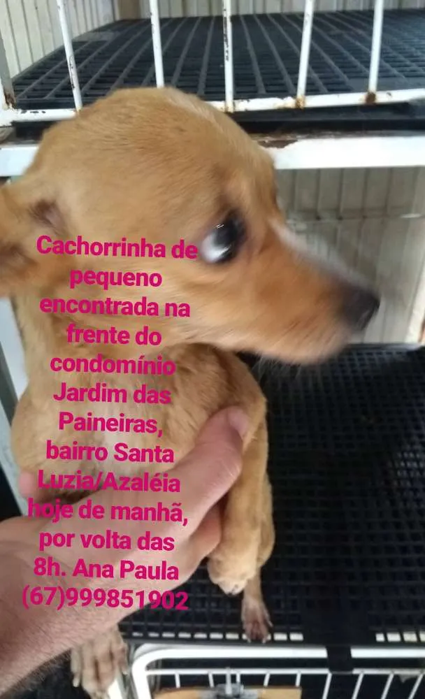 Cachorro ra a Pinscher idade 2 anos nome Desconhecida