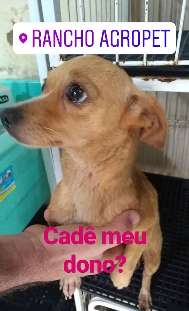 Cachorro ra a Pinscher idade 2 anos nome Desconhecida