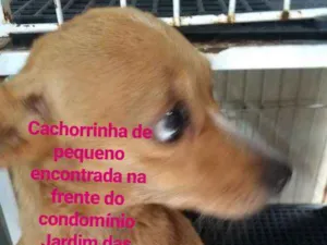 Cachorro raça Pinscher idade 2 anos nome Desconhecida